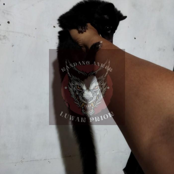 musang lombok full