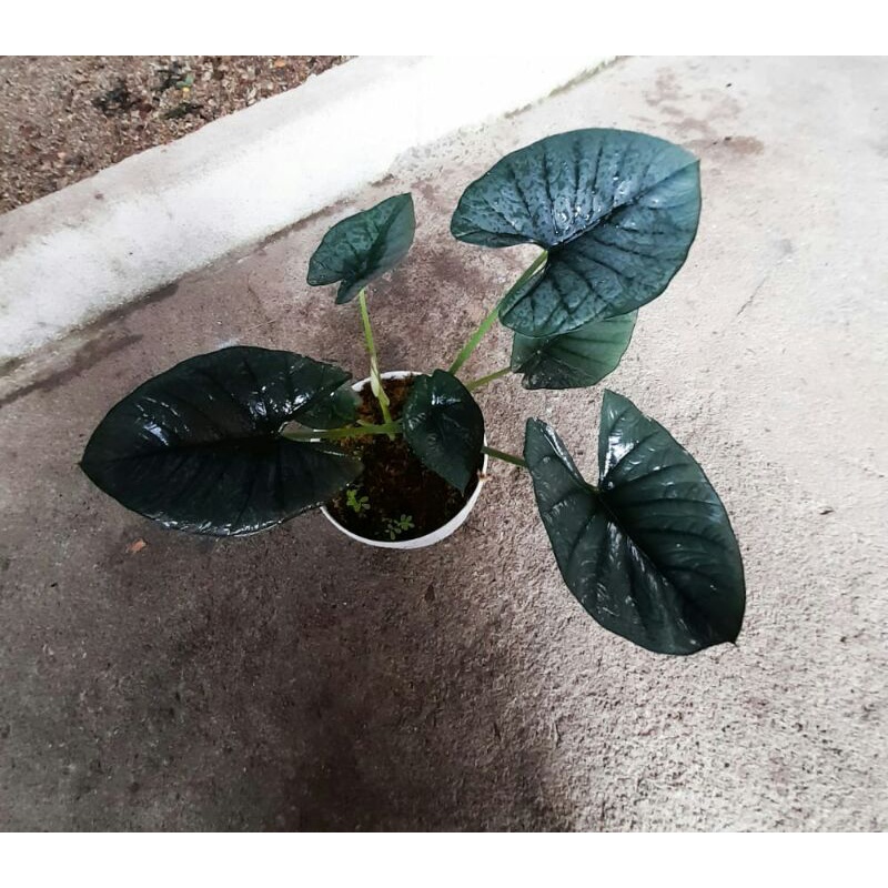 BONGGOLAN ALOCASIA REGINA