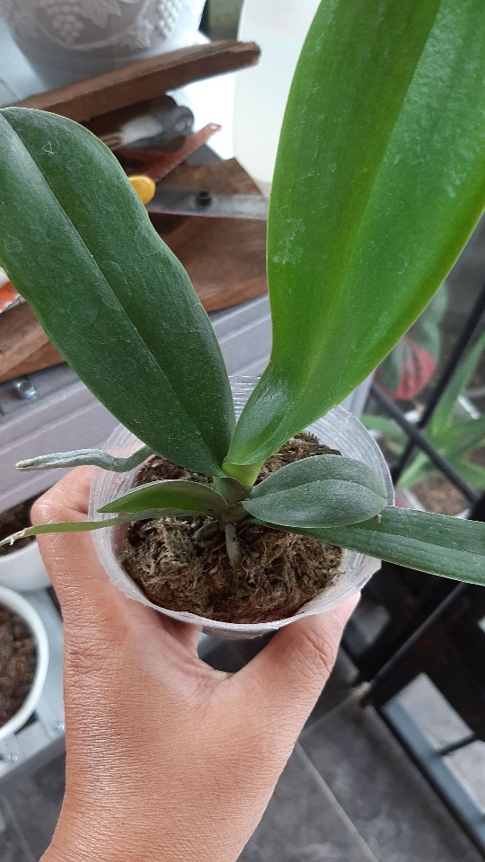 Anggrek Bulan Taiwan Remaja Paket 5pcs