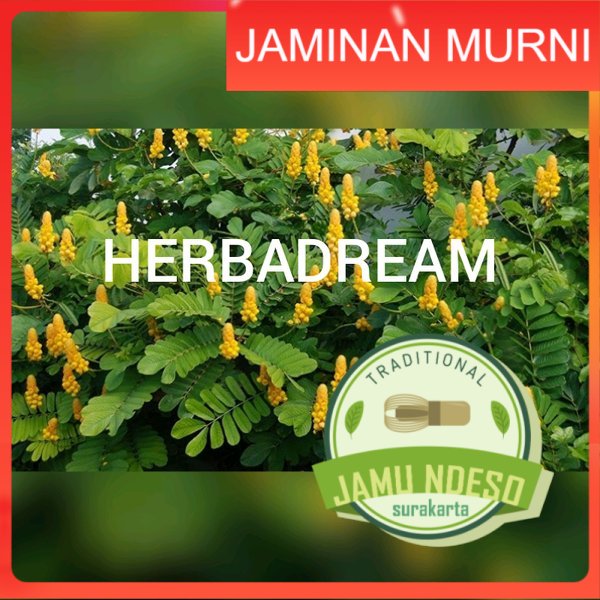 

DAUN KETEPENG CINA KERING 500 GRAM - Senna Alata - MURNI - JSR - REMPAH
