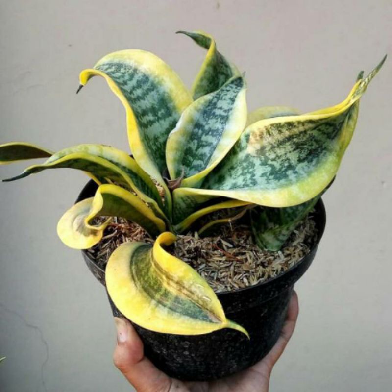 Tanaman Sansevieria Tsunami / Sansiviera Ombak / Sansivera Twister / Sansivera Keriting