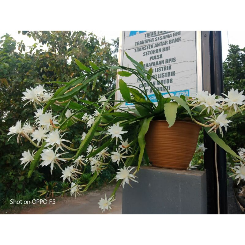 bunga wijaya kusuma hibrid