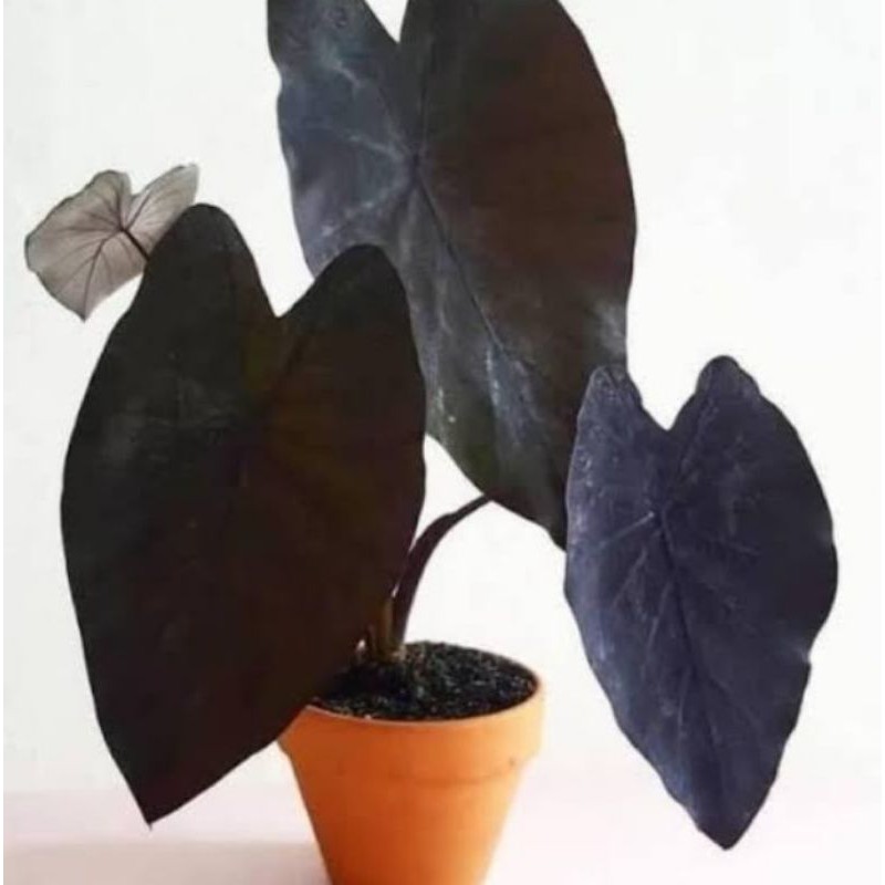 keladi black magic/caladium hitam/keladi hitam