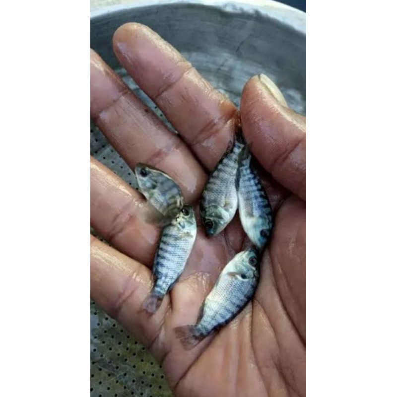 Bibit ikan nila hitam nirwana ukuran korek gas - bibit ikan mujair