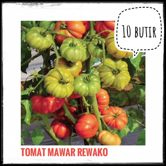 Benih bibit Tomat Mawar ( Cap Panah Merah )  Repack
