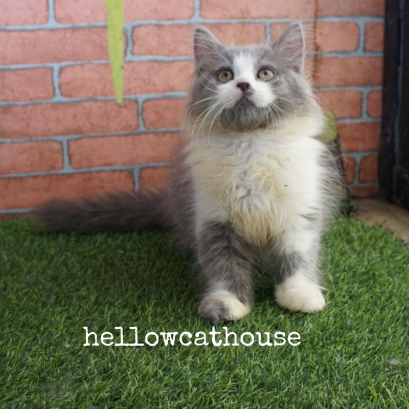 kucing kitten persia Blue van mix ragdoll jantan 2.5 bulan