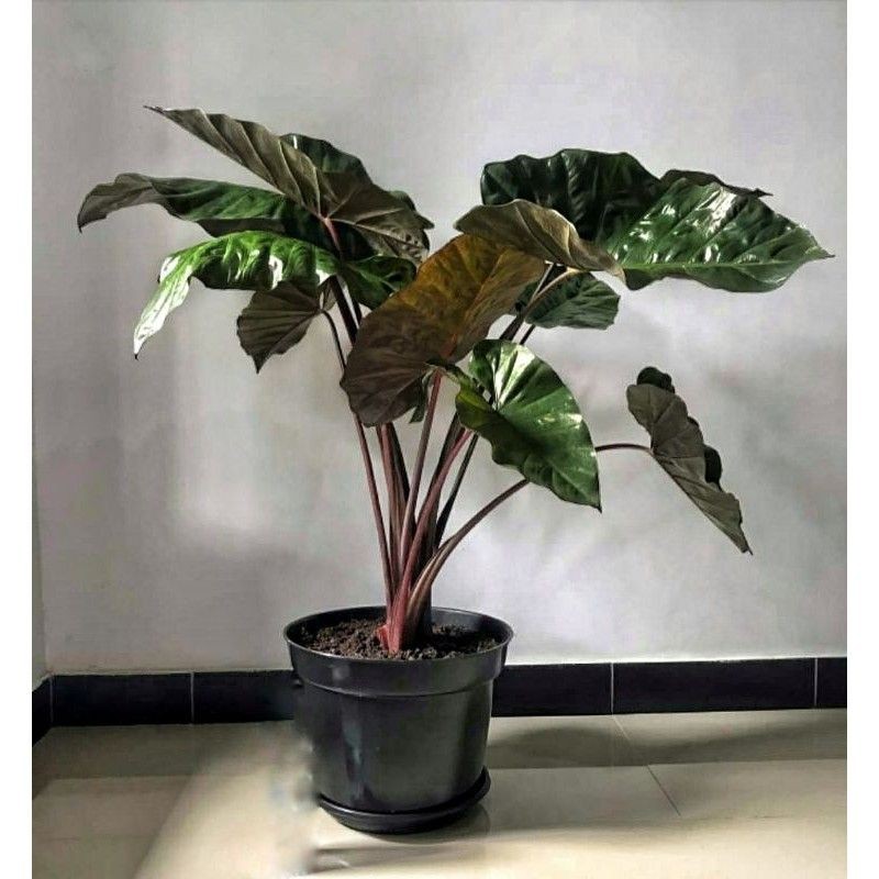 KELADI SENTE HITAM# Keladi sente hitam batang merah