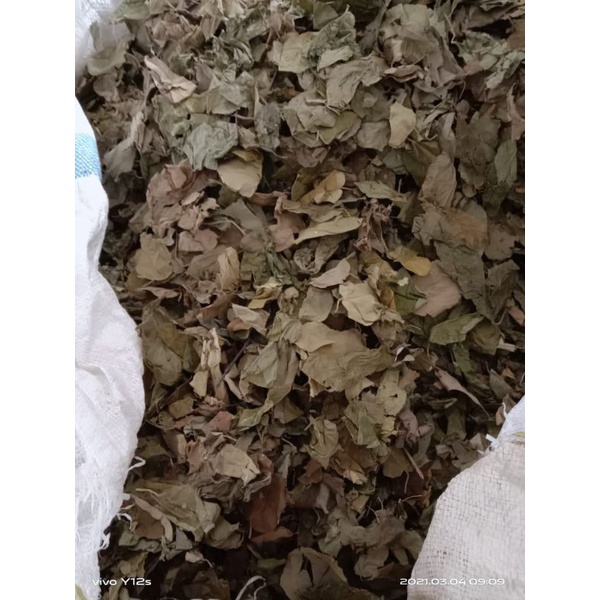 

DAUN JATI BELANDA KERING 1kg