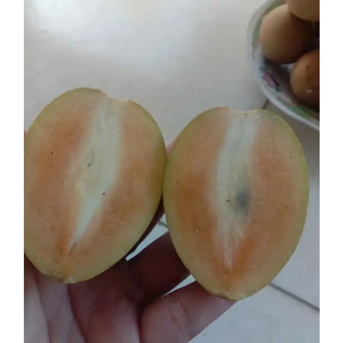 

sawo madu 1 kg