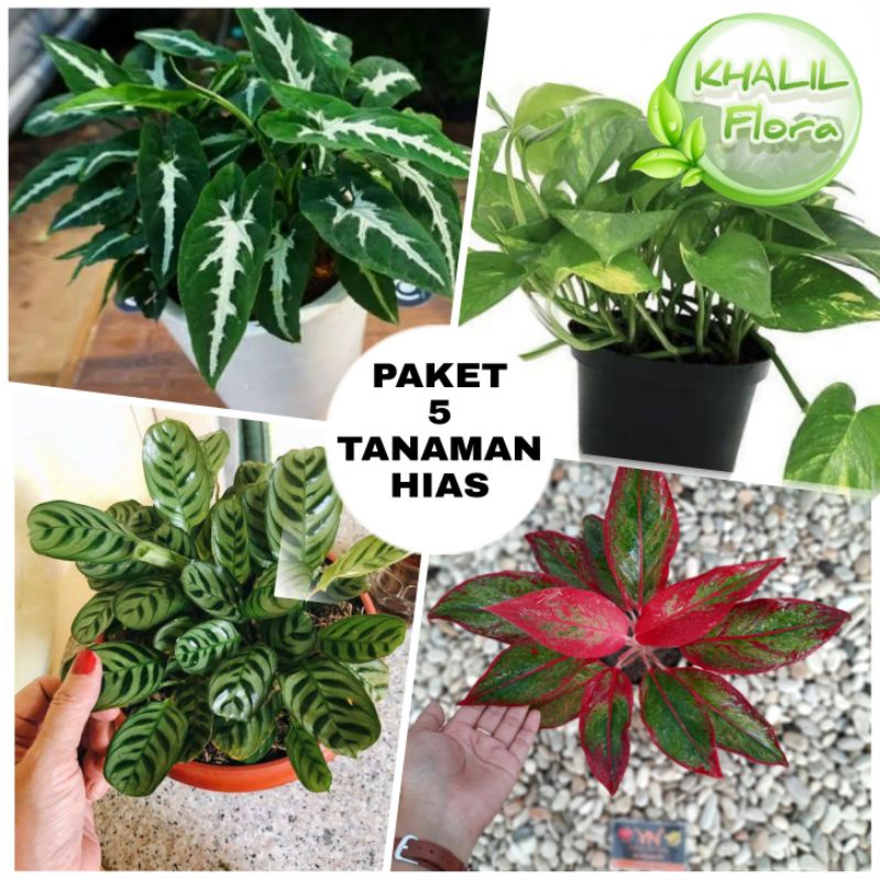 Paket Termurah Tanaman Hias Murah Tanaman Hias Hidup 4 Jenis