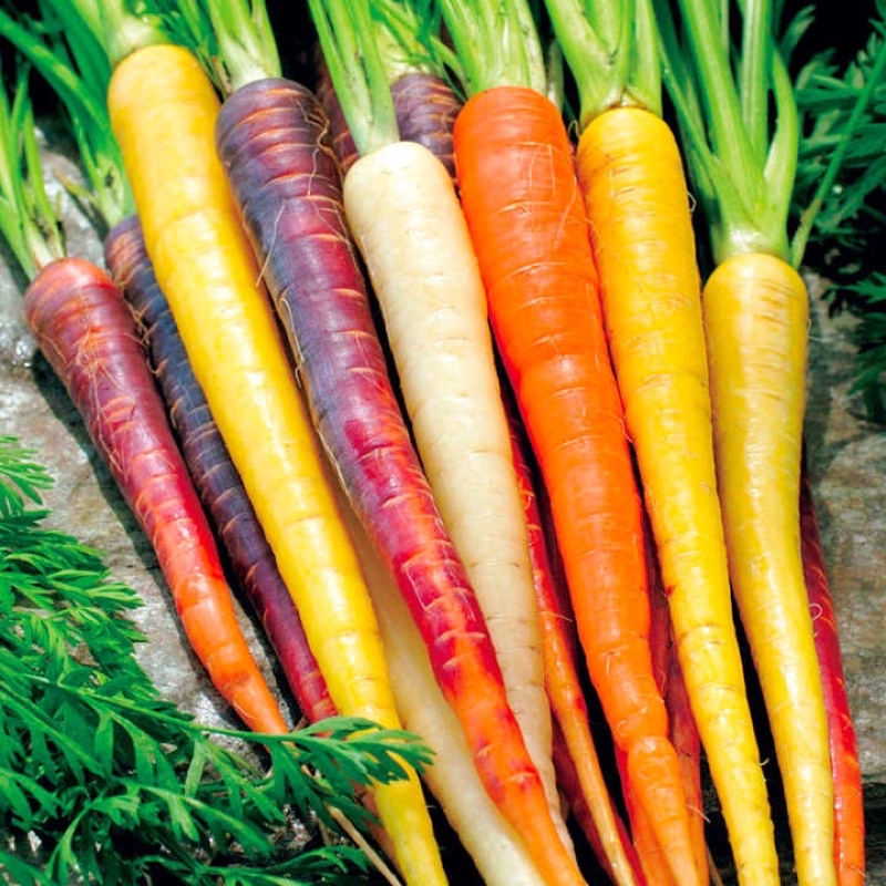 Benih Bibit Biji - Wortel Pelangi Mix (Mix Rainbow Carrot) - IMPORT