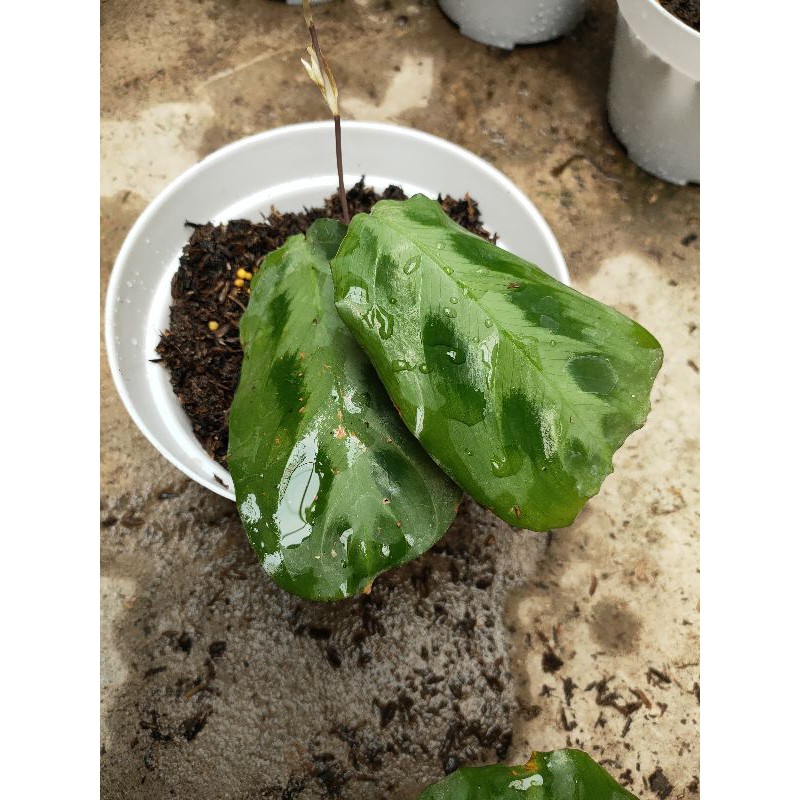 calathea cristata