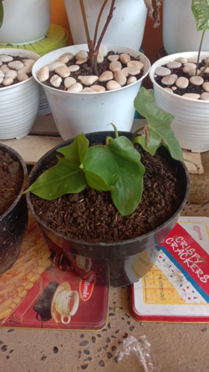 Benih /bibitan Tanaman Hias Philodendron Dragon