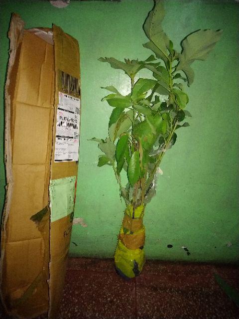 Bibit Alpukat Lam Hass Bibit Benih Tanaman Buah Apokat Lam Hass