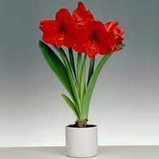 tanaman hias amarilis merah  (Amarylis sp.) - BAKUL KEMBANG
