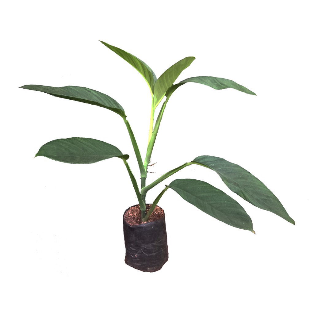 Monstera Epipremnum amplissimum