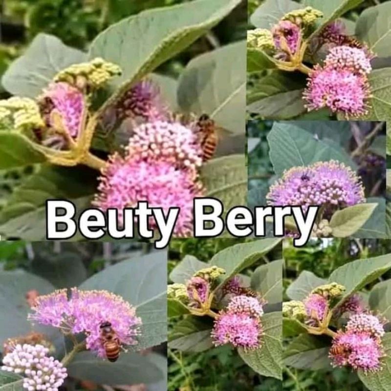 pakan klanceng vegetasi lebah tanaman hias beauty berry berry