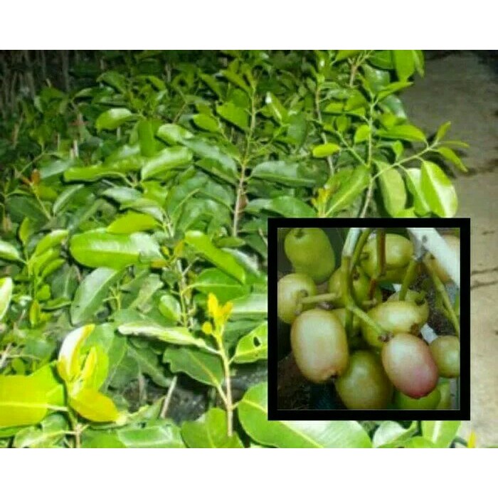 Bibit tanaman buah jamblang atau juwet putih