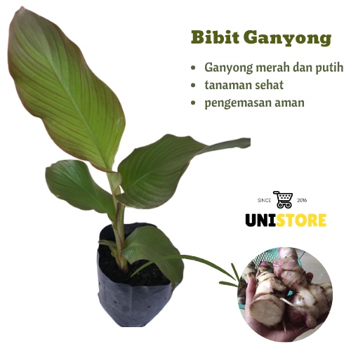KUKURING Bibit Ganyong Merah dan Putih - Bibit umbi ganyong
