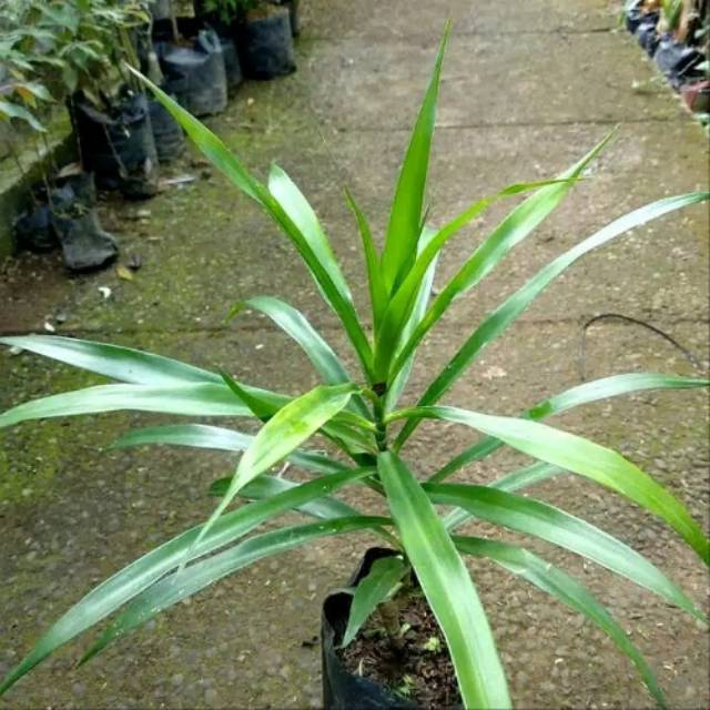 Pohon Suji - tanaman pandan suji