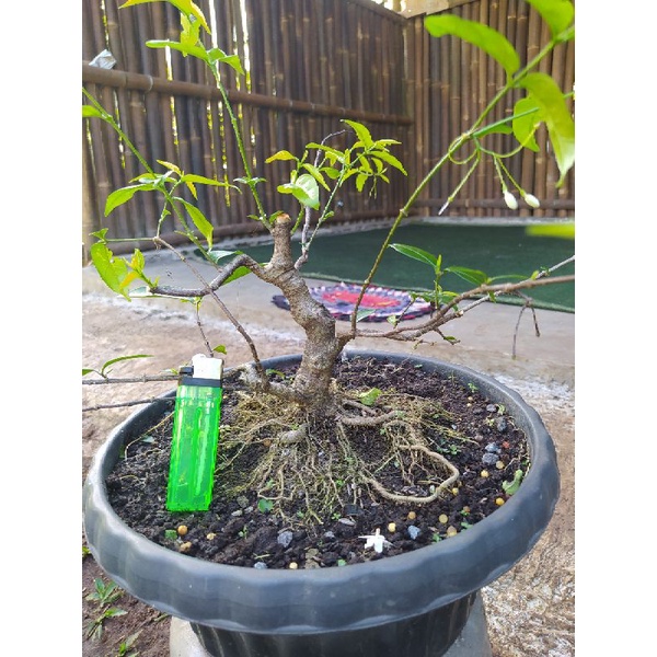 bahan mame anput prokar