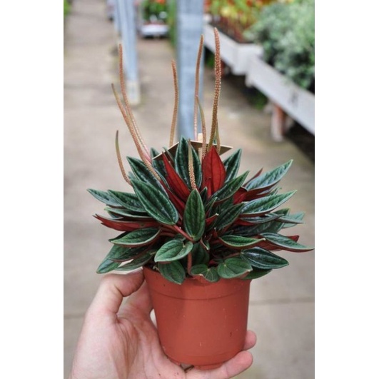 tanaman hias peperomia ROSO red