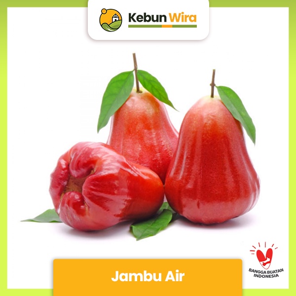 

Jambu Air | Water Apple