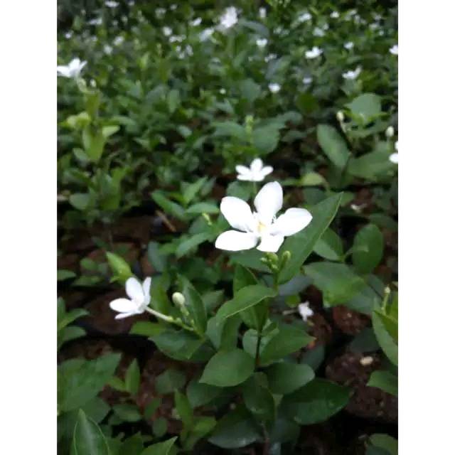 Melati yasmin pohon melati jasmin bunga melati