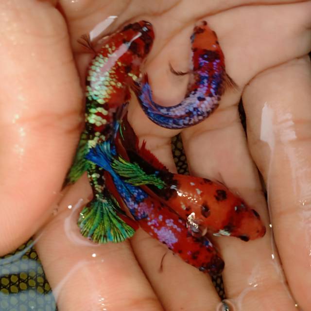 Ikan Cupang Hias Female Betina Koi Galaxy Multicolor Nemo Multycolour Fullblock Shopee Indonesia