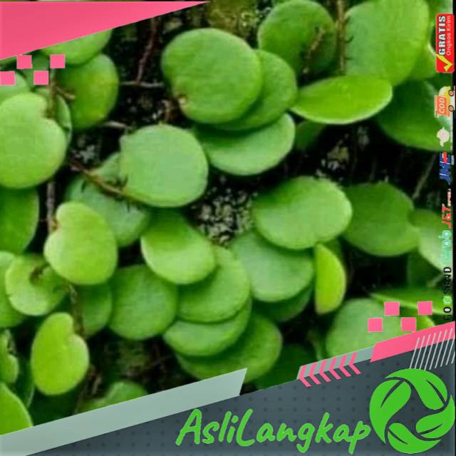 

Sisik naga segar(1kg)