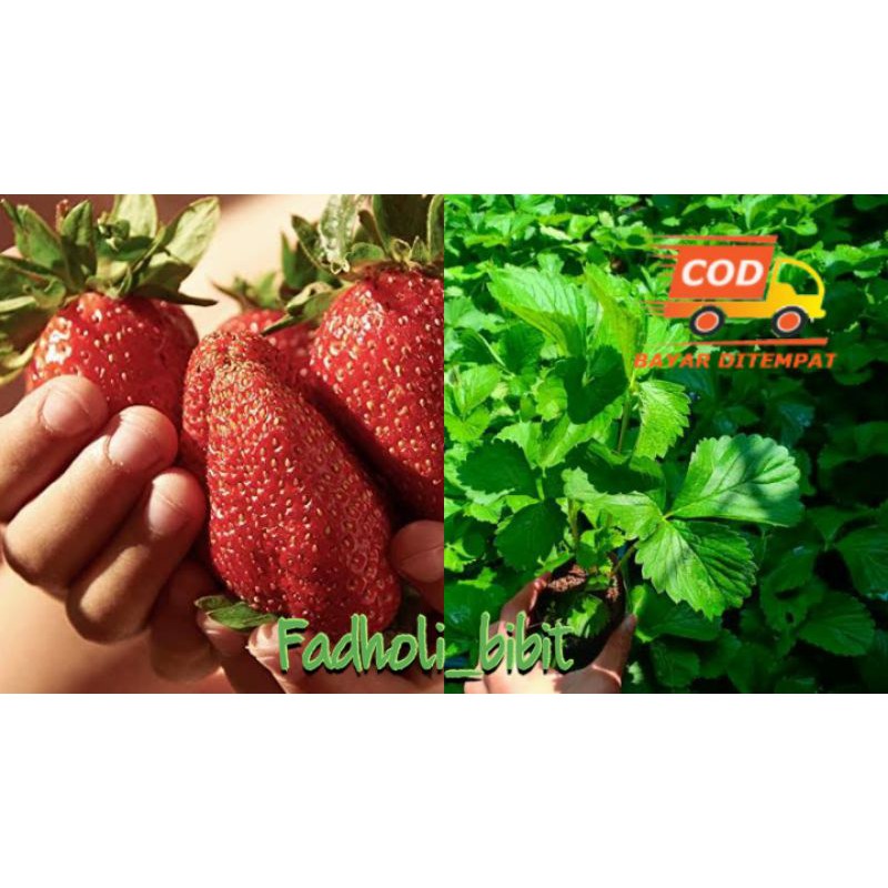 

strauberry jumbo australia
