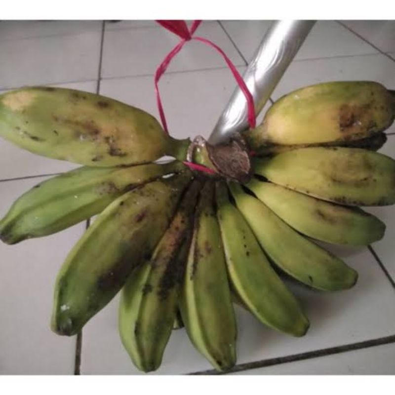 

PISANG KEPOK KUNING/BAHAN MAKANAN