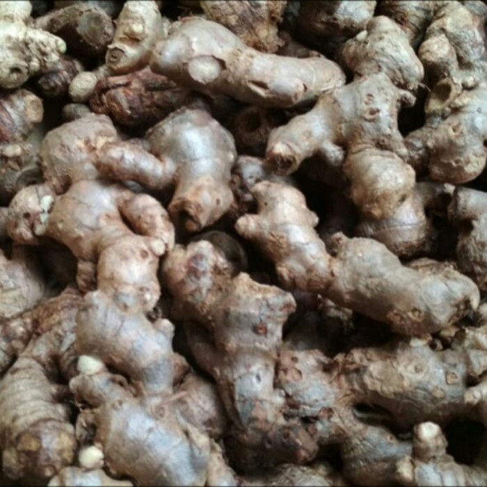 

Jahe Merah Segar Bersih Fresh Red Ginger Rempah Herbal Empon