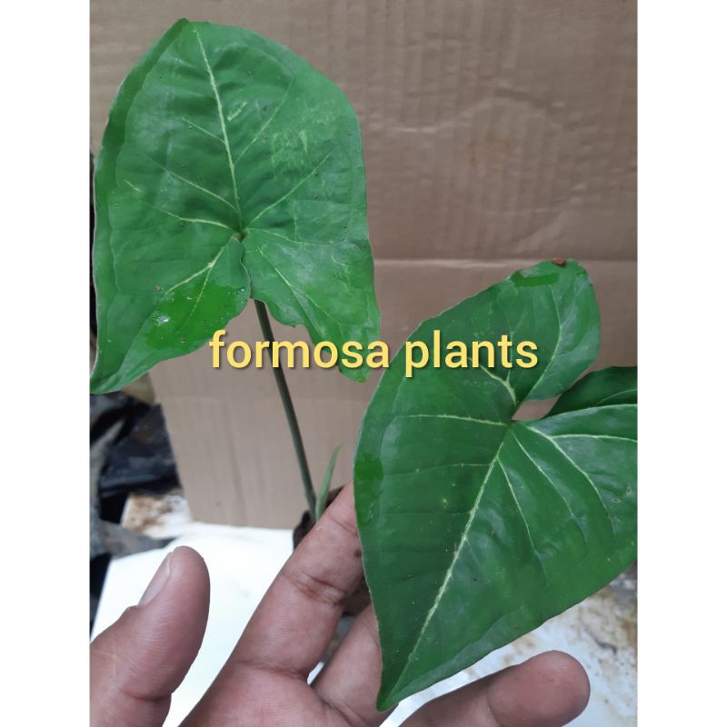 syngonium hijau(dari indukan syngonium panda)