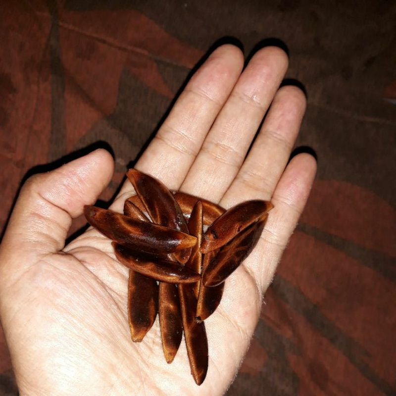 Biji Langka Eboni kayu hitam Diospyros celebica asal Sulawesi