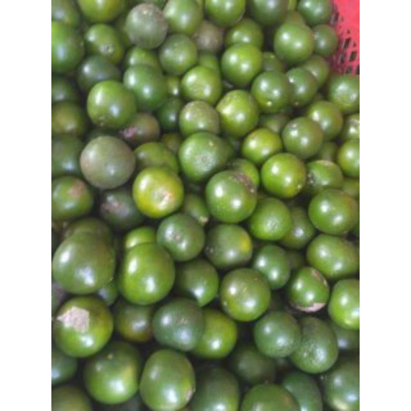 

TERLARIS" JERUK PERAS