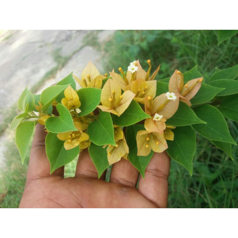 Bougenville singapur kuning