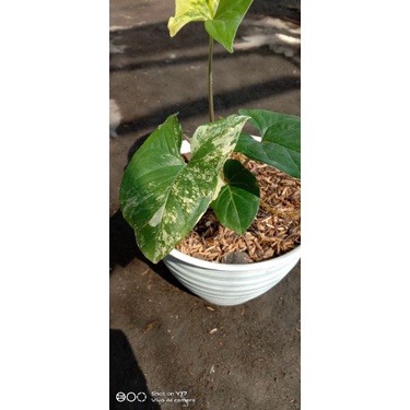 Syngonium Aurea Variegata