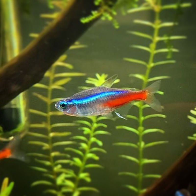 ikan neon tetra