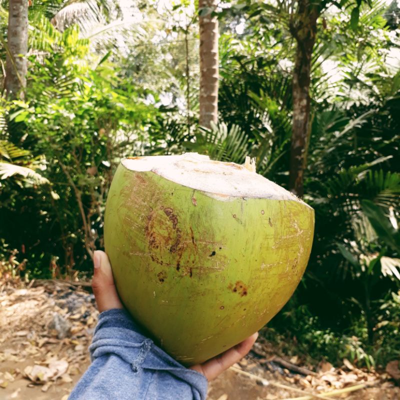

KELAPA MUDA SEGAR MANIS MENYEHATKAN