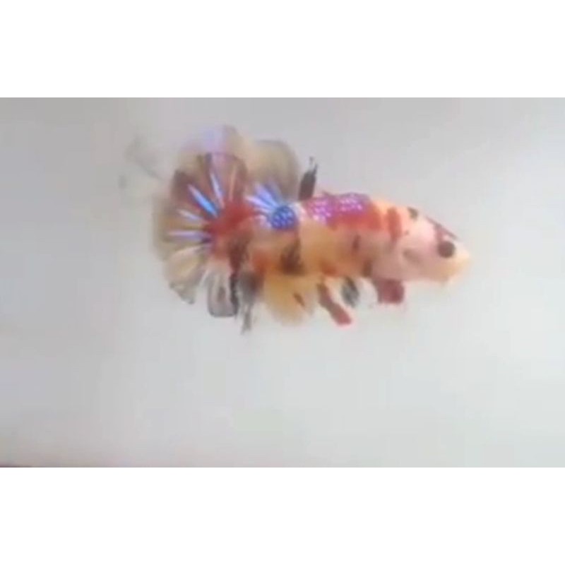 Cupang Koi line yellow base / male / usia 5 bulan / size M / Real picture