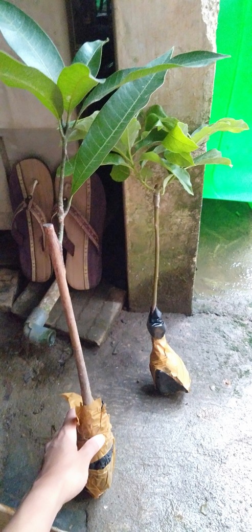 Bibit Buah Mangga Indramayu Hasil Okulasi Siap Berbuah
