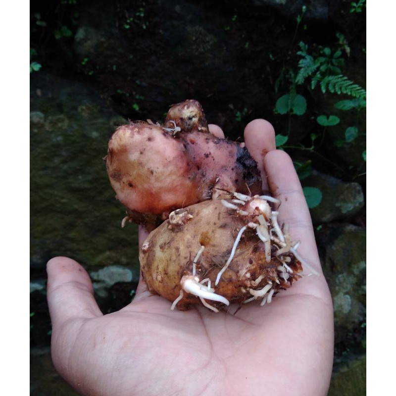 Umbi Red Star 1 kg / murah / umbi keladi redstar / keladi tricolour