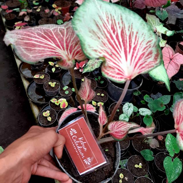 Fliying Garuda Pink Caladium Keladi Kaladi Caladium Import Thailand Talas Lompong Tanaman Hias Bunga Shopee Indonesia