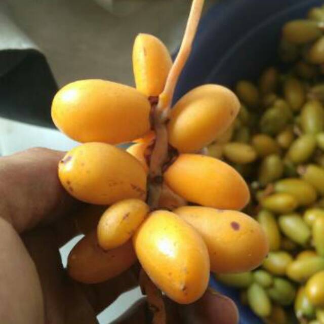

Kurma muda lokal promil fresh 1/2 kg