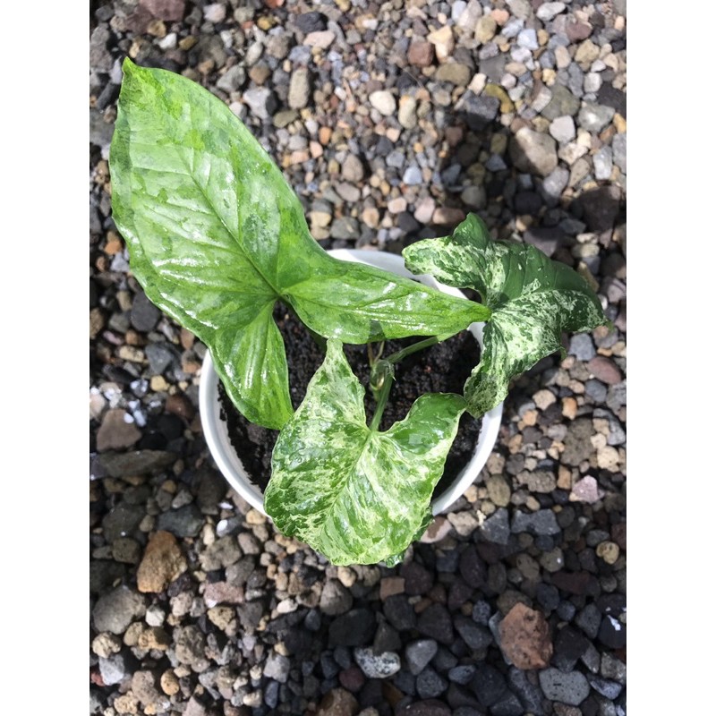 syngonium mojito