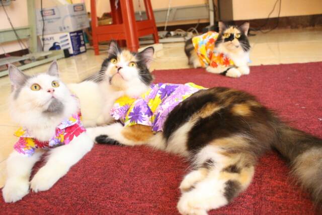 Baju pantai keren untuk kucing anjing / baju kucing / kostum kucing imut size S M L XL