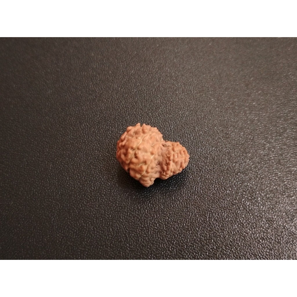Jenitri Garbh Gauri D16.7x12.6 Mukhi 14 Rudraksha Genitri Bagong14.1