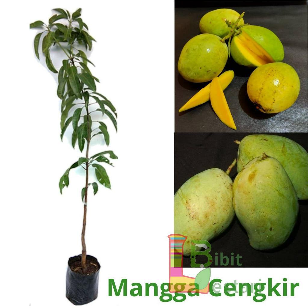 Bibit Mangga Cengkir Indramayu - Bibit Tanaman Mangga Cengkir Okulasi