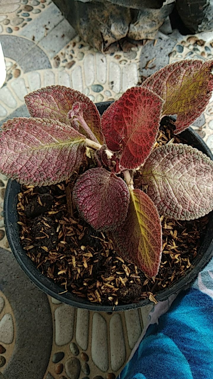 Tanaman Hias Gantung Episcia Beludru Merah
